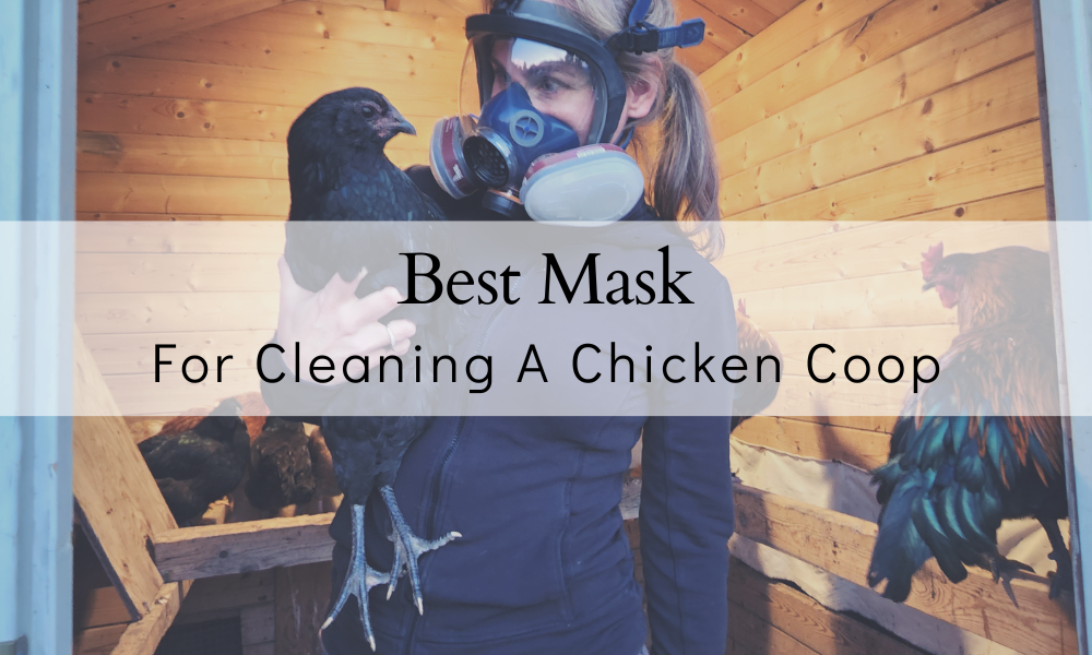 Why You NEED A Mask For Cleaning ANY Chicken Coop