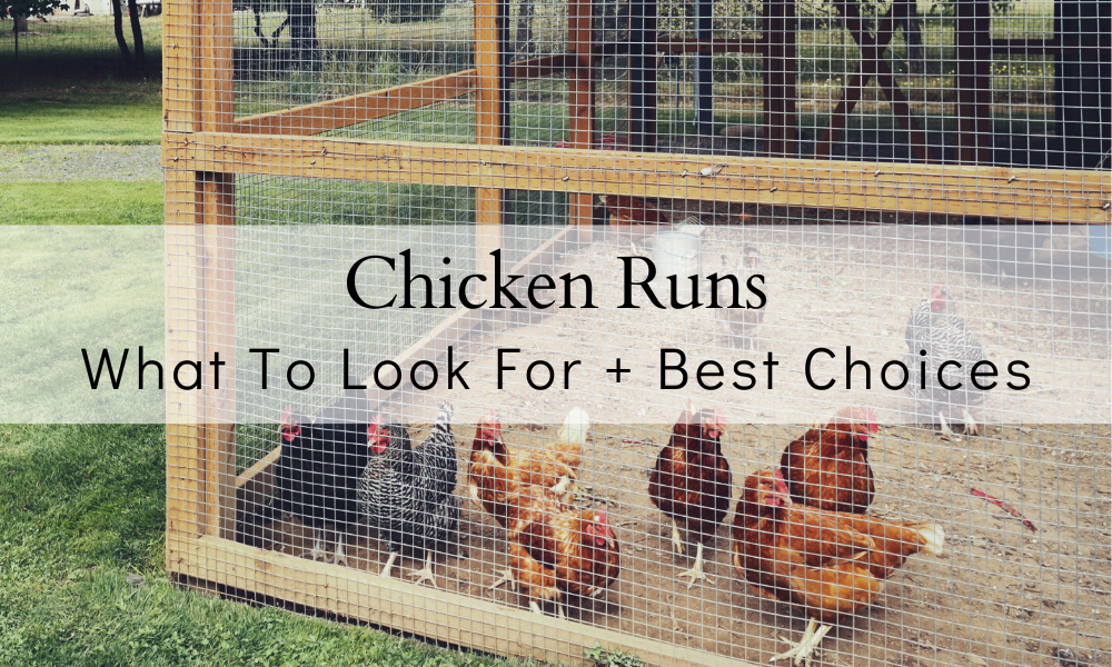 Best Chicken Runs