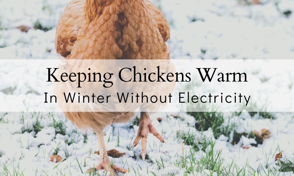 Keep Chickens Warm In Winter Without Electricity