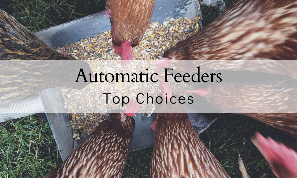 Automatic timer chicken sales feeder