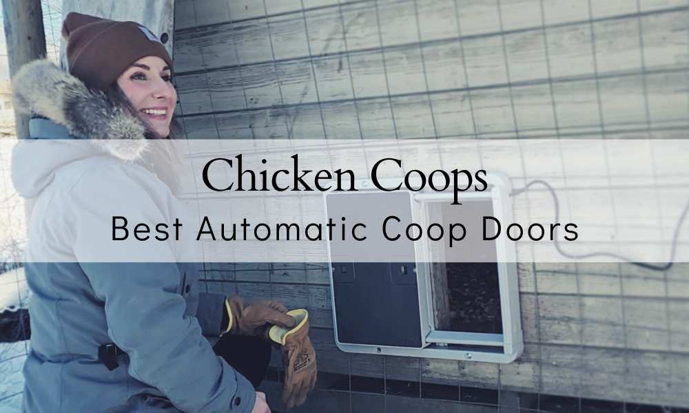 Best Automatic Chicken Coop Door Choices