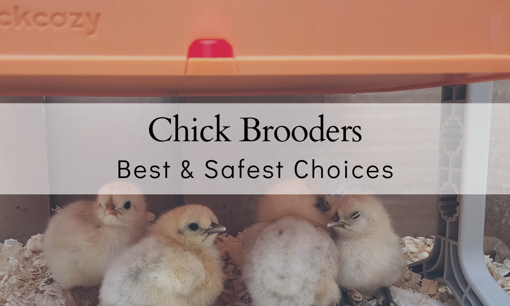 BEST Brooder For Chicks in 2025 | SAFE + Reliable Choices – The Farmers ...