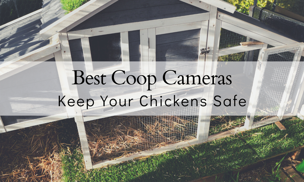 Best chicken coop camera