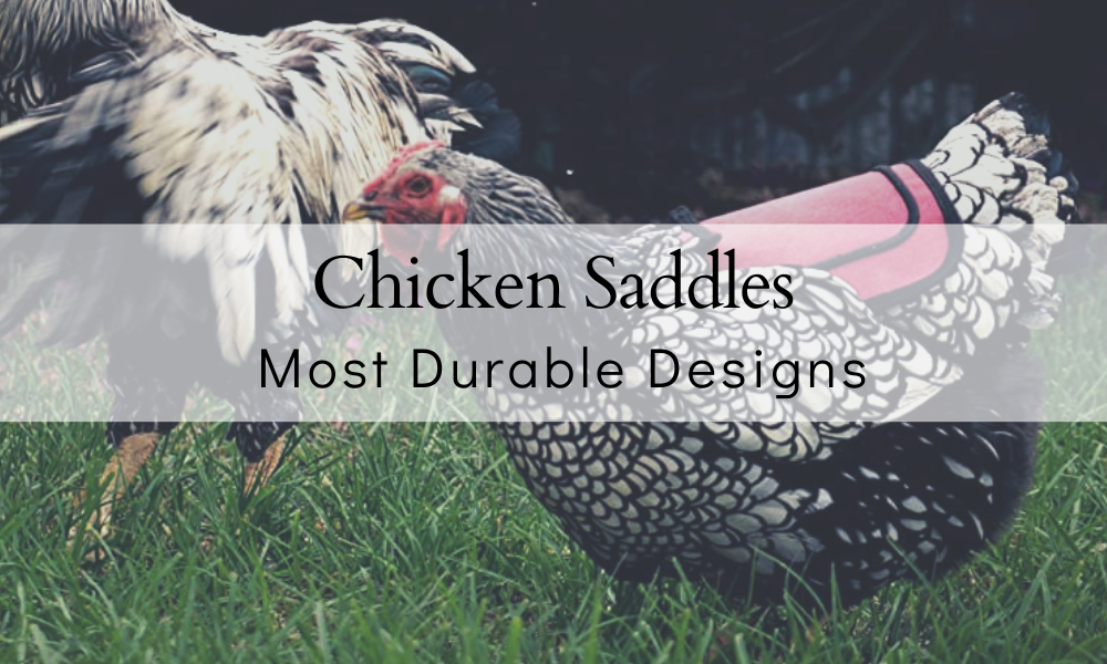 5 BEST Chicken Saddles | MOST DURABLE of 2024