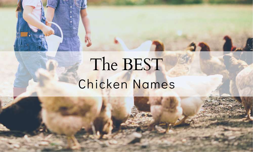 Chicken Names 2 Girls naming flock of chickens