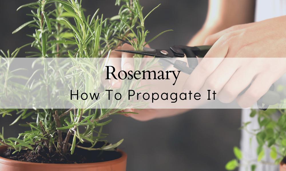 How To Grow Rosemary From Cuttings in Water