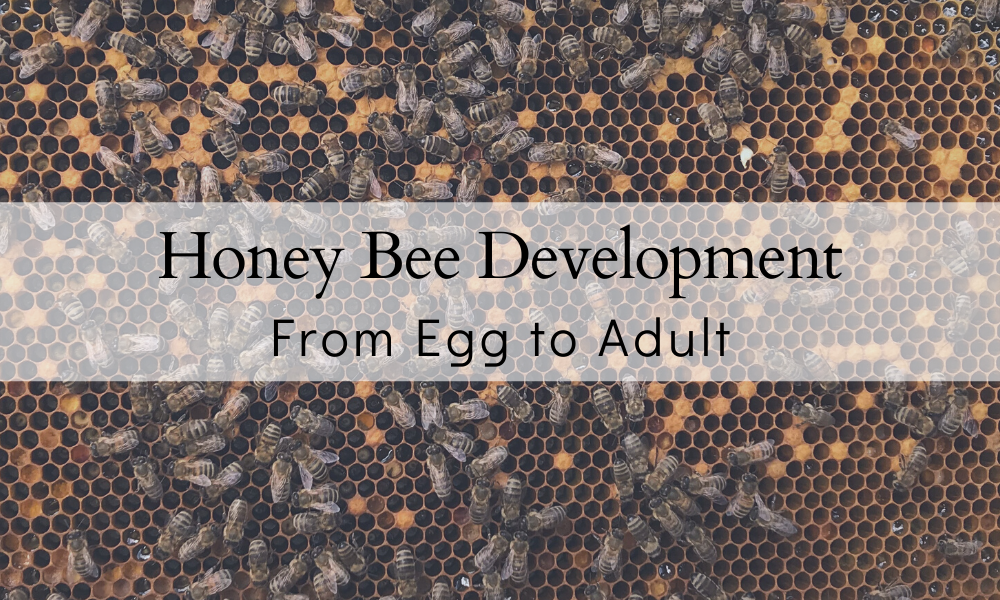 Honey Bee Development