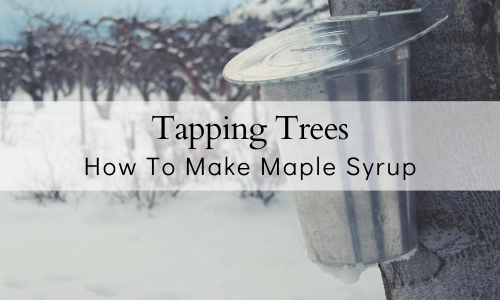 How to tap trees for syrup
