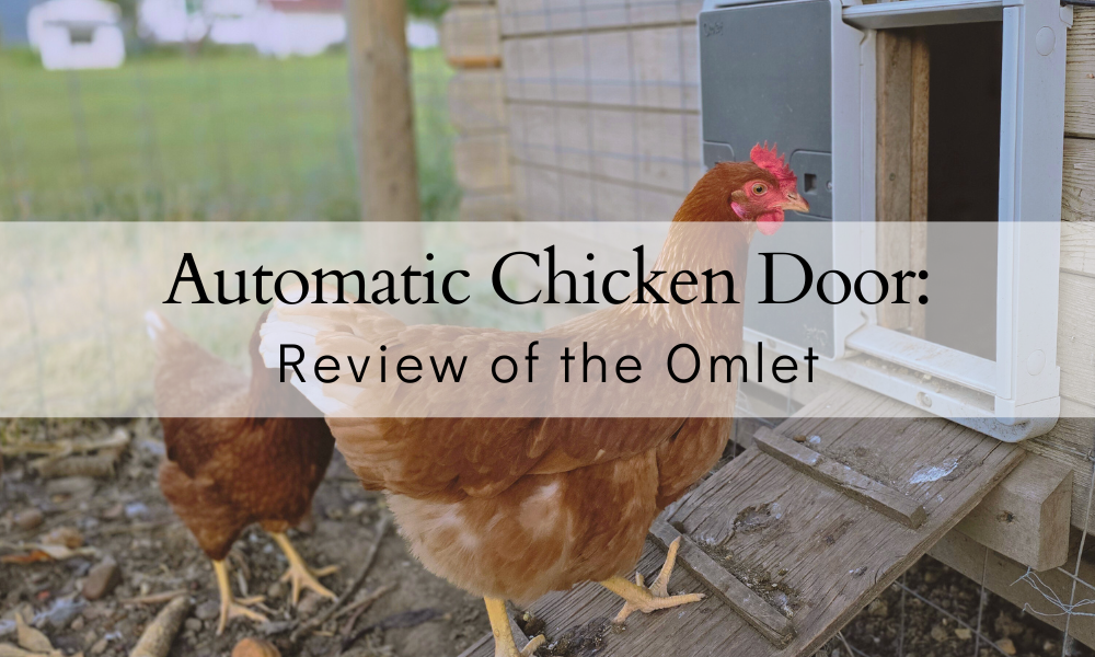 Chickens walking into the safe Omlet autodoor