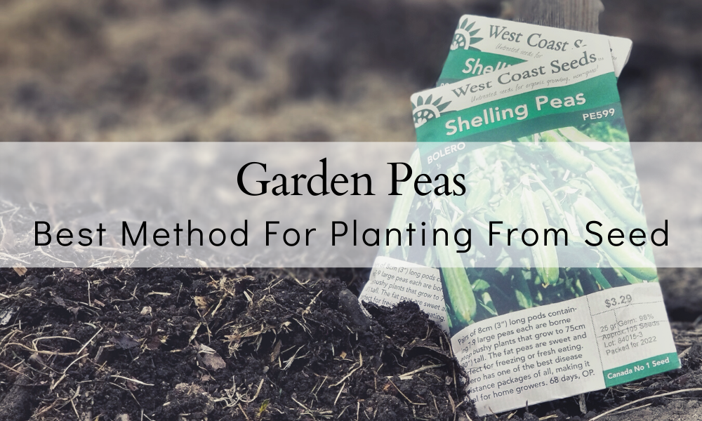 How To Plant Peas From Seed