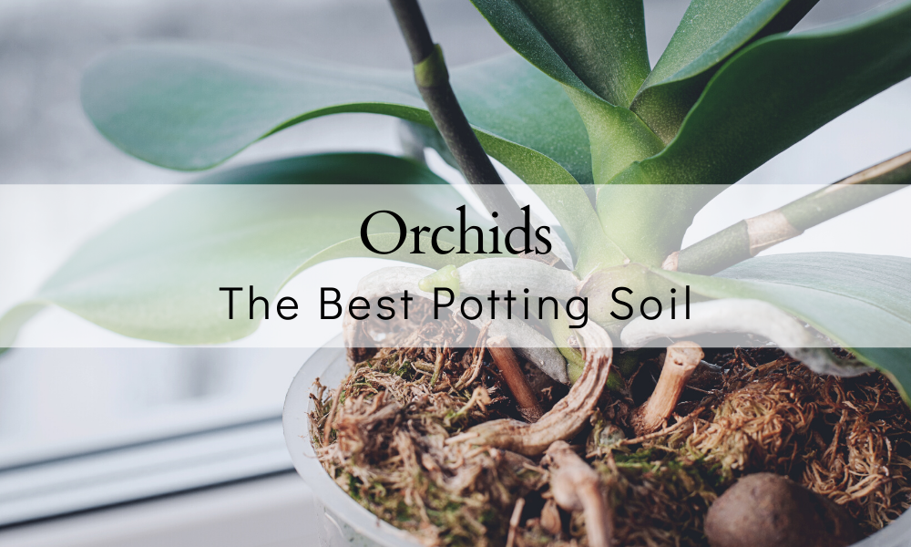 Potting orchids deals