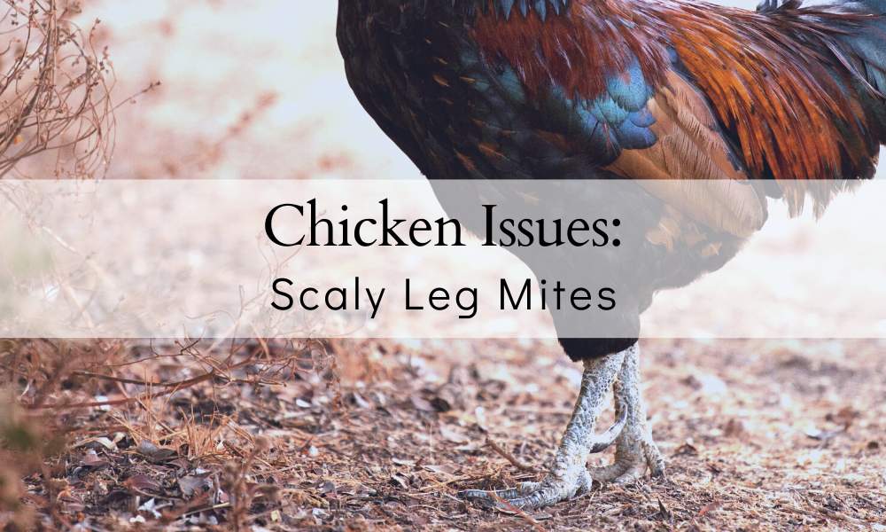 Scaly Leg Mites on a chickens legs