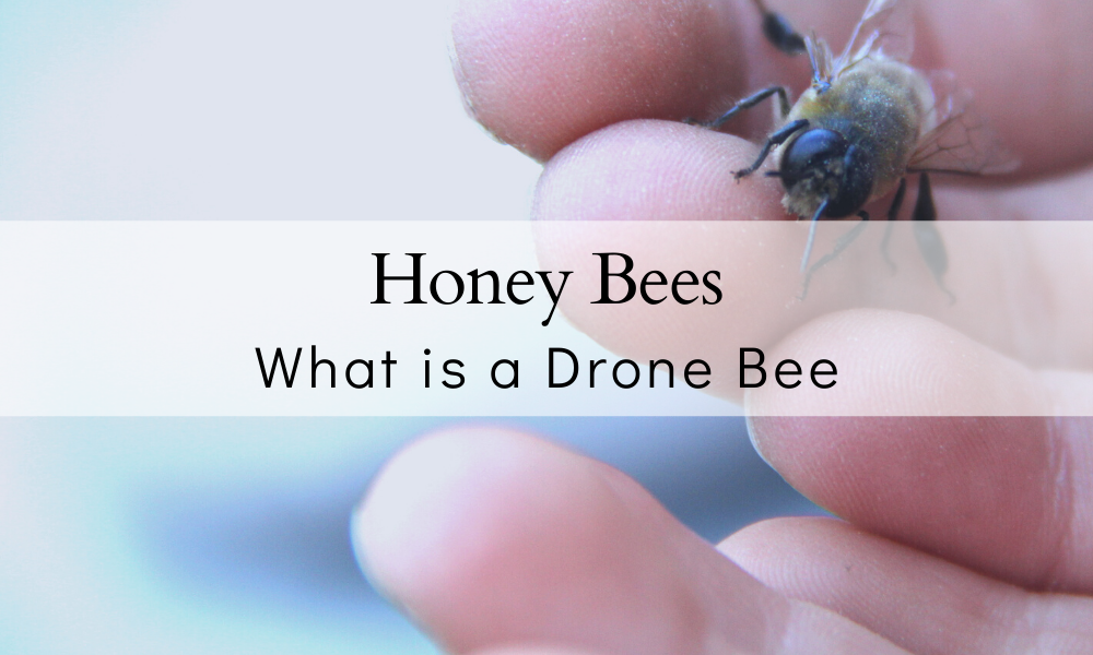 What is a drone bee