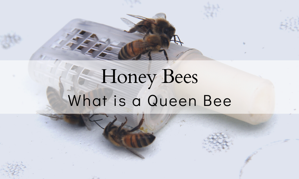 Honey Bees | What Is A Queen Bee