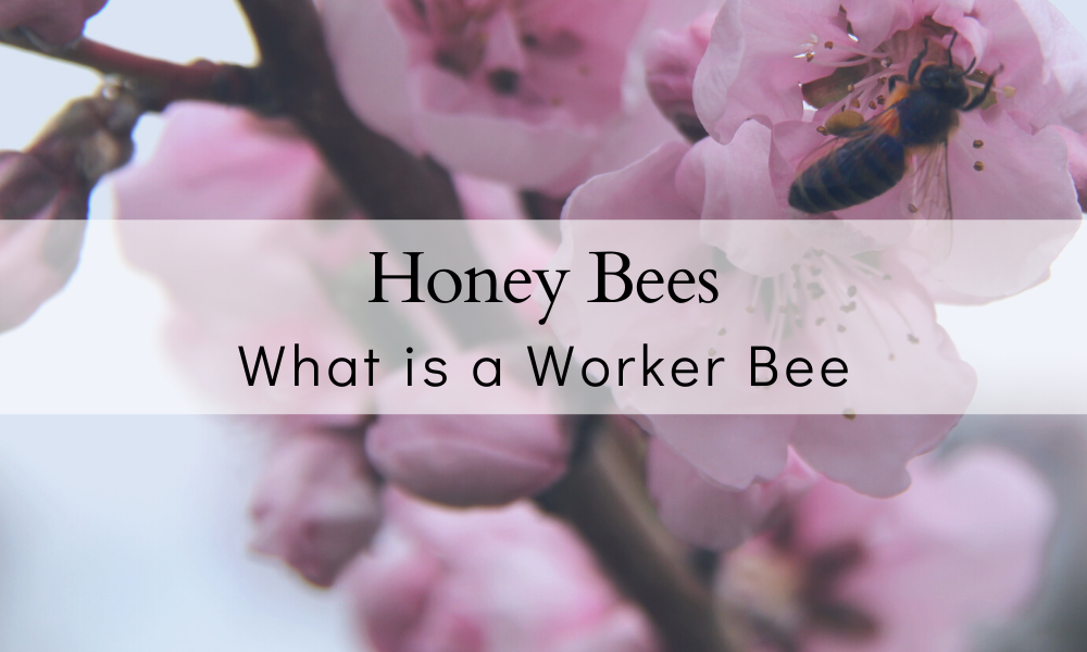 What is a worker bee