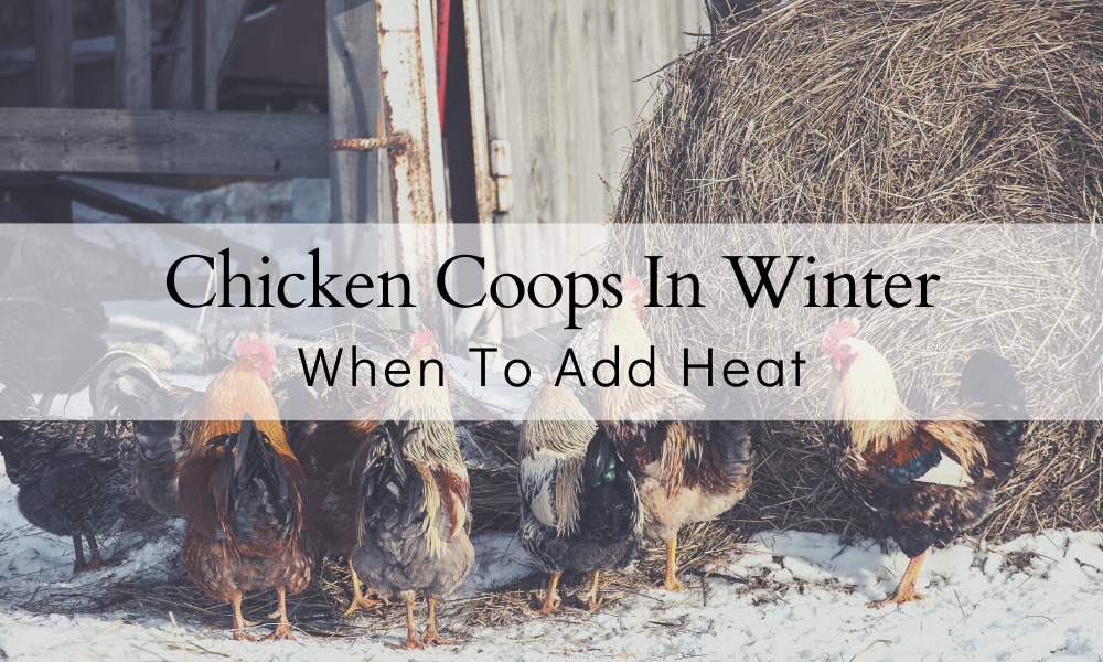 Do Chickens Need Heat In The Winter