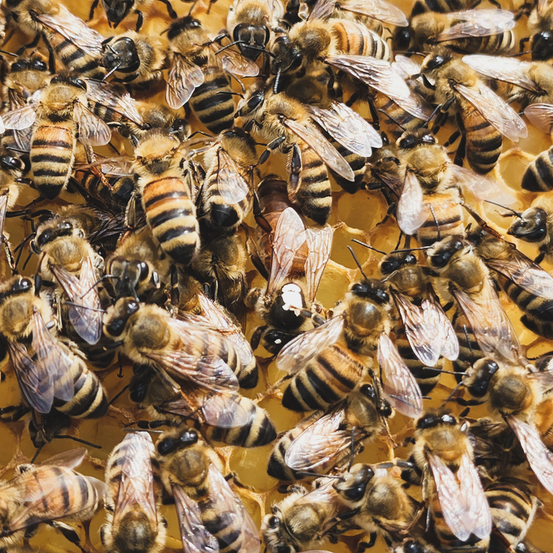 Backyard Beekeeper in the Okanagan