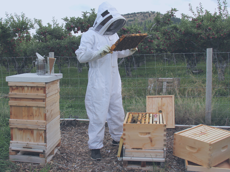How to start beekeeping